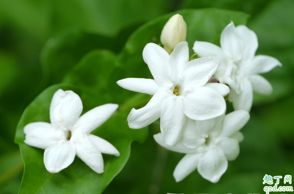 茉莉花叶子打蔫是咋回事 茉莉花的叶子发蔫怎么解决