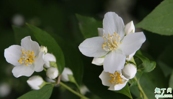 茉莉花叶子打蔫是咋回事 茉莉花的叶子发蔫怎么解决