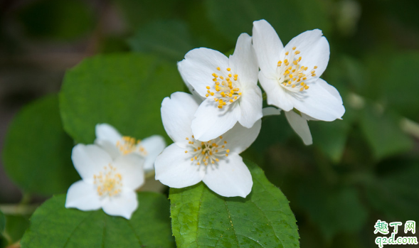 茉莉花叶子打蔫是咋回事 茉莉花的叶子发蔫怎么解决