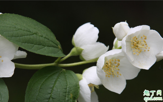 茉莉花好养活不 养植茉莉要注意什么