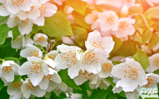 网购的茉莉花怎么养 茉莉花怎么养易成活