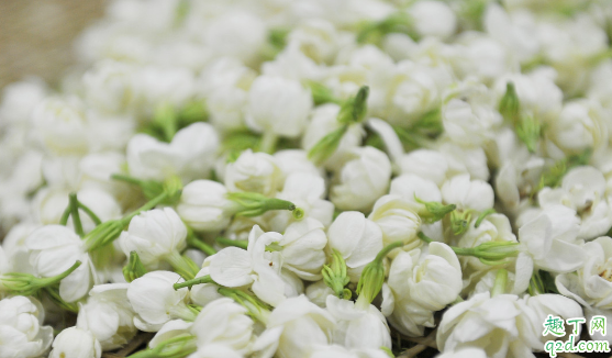 网购的茉莉花怎么养 茉莉花怎么养易成活