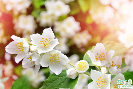 茉莉花掉叶是为啥 茉莉花总掉叶怎么解决