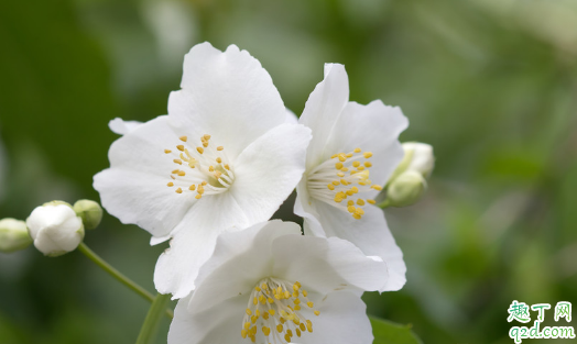 茉莉花掉叶是为啥 茉莉花总掉叶怎么解决