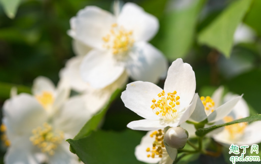 茉莉不开花是怎么回事 茉莉只长叶不开花怎么办