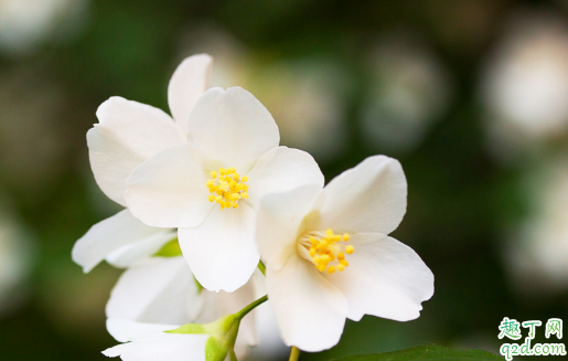 茉莉不开花是怎么回事 茉莉只长叶不开花怎么办