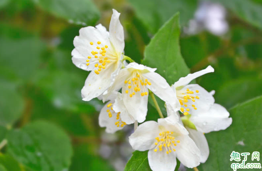 茉莉不开花是怎么回事 茉莉只长叶不开花怎么办