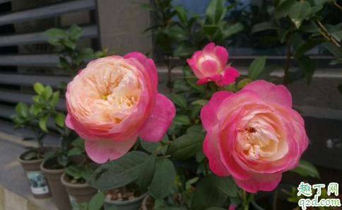 冬天月季为什么重度修剪 北方月季冬天怎么养护比较好