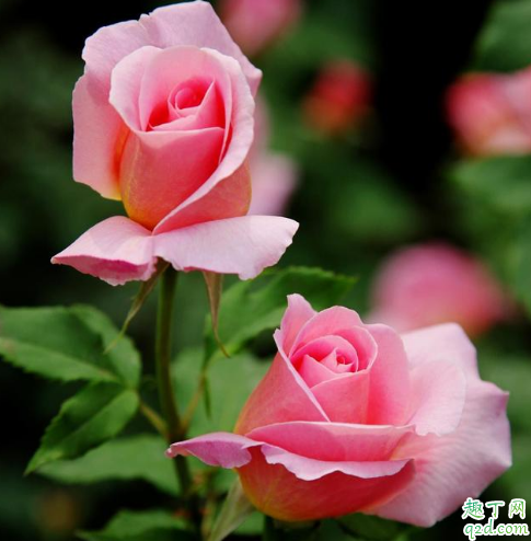 冬天月季为什么重度修剪 北方月季冬天怎么养护比较好