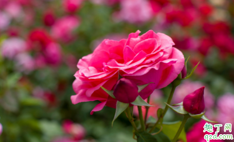 冬天月季为什么重度修剪 北方月季冬天怎么养护比较好