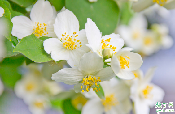 茉莉花老长虫是咋回事 家养茉莉长虫了怎么解决