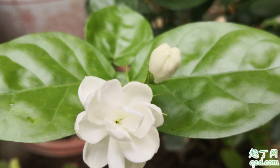 茉莉花老长虫是咋回事 家养茉莉长虫了怎么解决