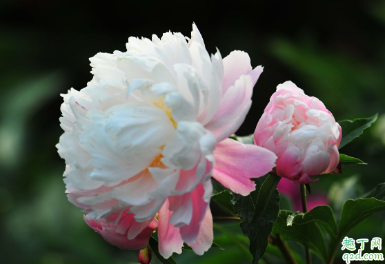芍药什时候分株好 芍药怎么种植成活率才能高
