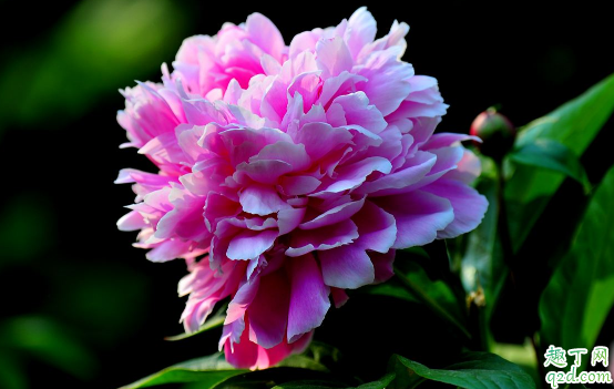 芍药什时候分株好 芍药怎么种植成活率才能高