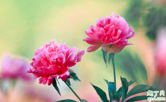 芍药烂根是咋回事 芍药烂根怎么救好