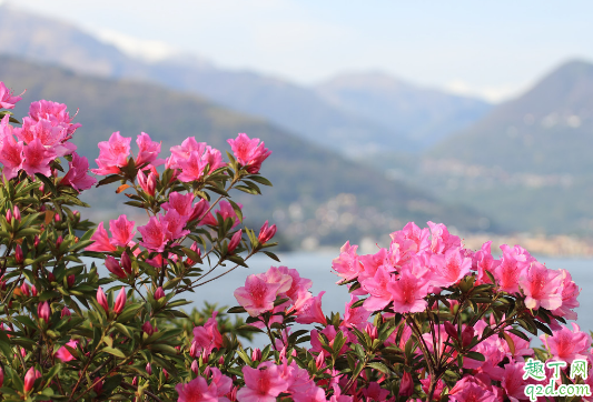 新买的杜鹃花能换盆吗 什么情况下杜鹃花需要换盆