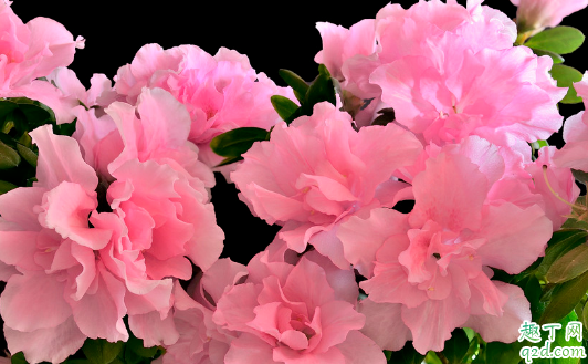 新买的杜鹃花能换盆吗 什么情况下杜鹃花需要换盆