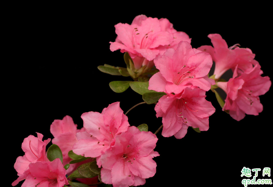 新买的杜鹃花能换盆吗 什么情况下杜鹃花需要换盆