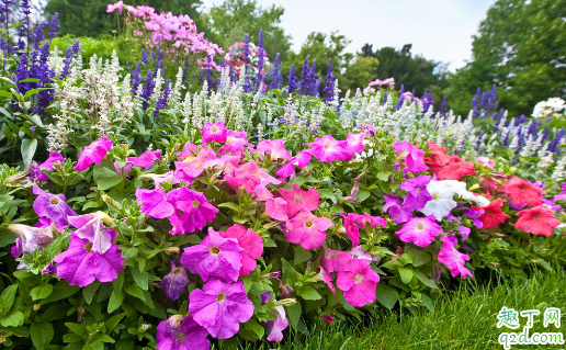 杜鹃花在冬天需要搬进室内吗 冬天怎么养杜鹃花容易成活
