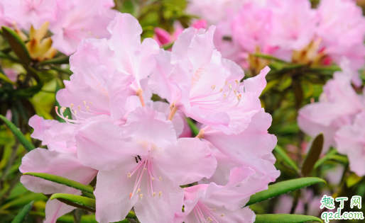 杜鹃花在冬天需要搬进室内吗 冬天怎么养杜鹃花容易成活