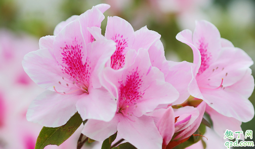 杜鹃花在冬天需要搬进室内吗 冬天怎么养杜鹃花容易成活