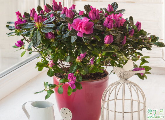 杜鹃花总是不开花是为啥 杜鹃花长叶不开花怎么弄