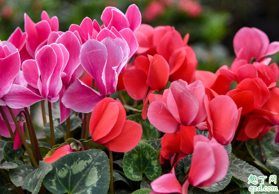 杜鹃花总是不开花是为啥 杜鹃花长叶不开花怎么弄