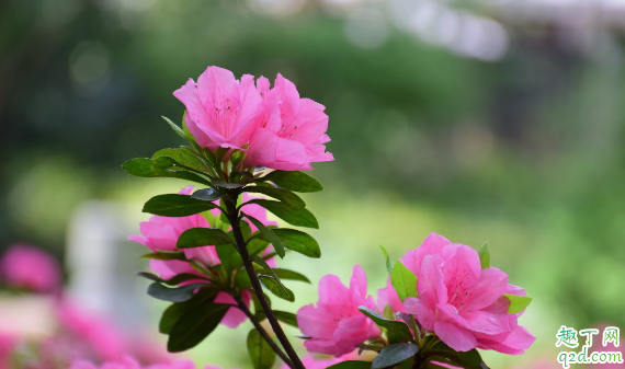 杜鹃花能不能带花苞扦插 杜鹃正确的扦插做法是什么