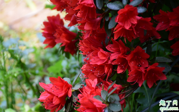 杜鹃花能不能带花苞扦插 杜鹃正确的扦插做法是什么