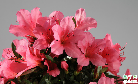 杜鹃花能不能带花苞扦插 杜鹃正确的扦插做法是什么