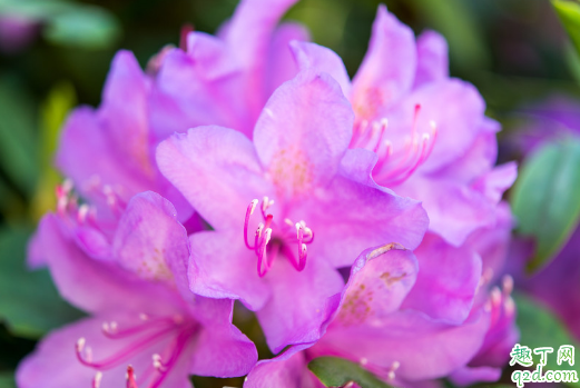 刚买的杜鹃花掉叶厉害是咋回事 杜鹃花一直掉叶子怎么解决