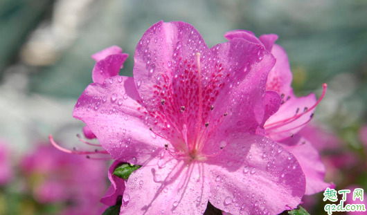 刚买的杜鹃花掉叶厉害是咋回事 杜鹃花一直掉叶子怎么解决