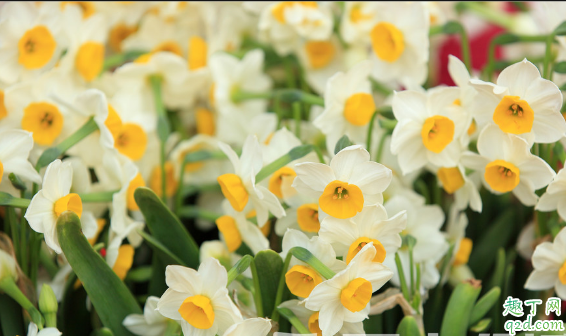 水仙怎么种才能早开花 种植水仙花需要注意什么