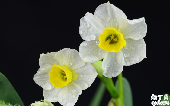 水仙怎么种才能早开花 种植水仙花需要注意什么