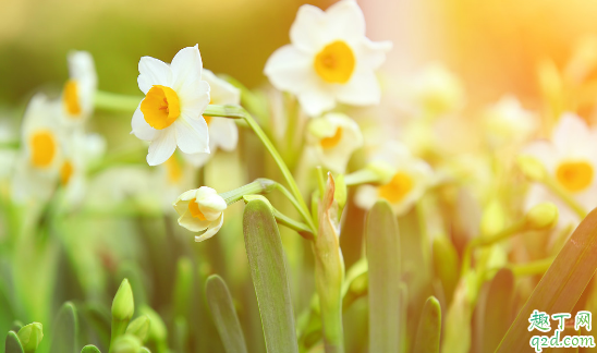 水仙怎么种才能早开花 种植水仙花需要注意什么