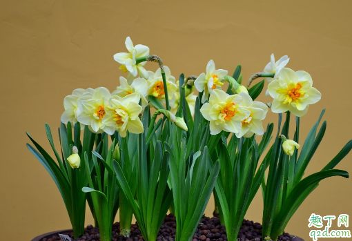水仙好不好养活 刚买的水仙花要怎么处理