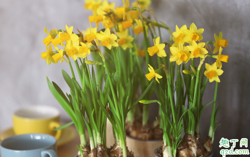 水仙好不好养活 刚买的水仙花要怎么处理