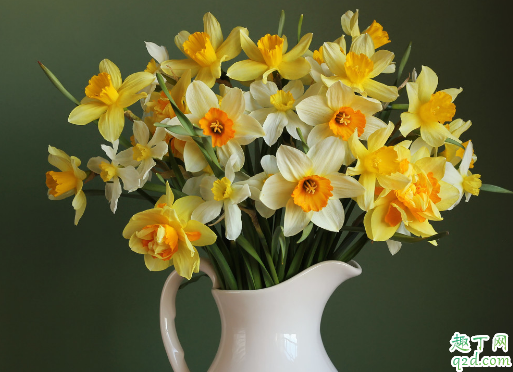 水仙好不好养活 刚买的水仙花要怎么处理