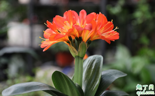 四季海棠可以扦插吗 为什么扦插四季海棠烂根不能活