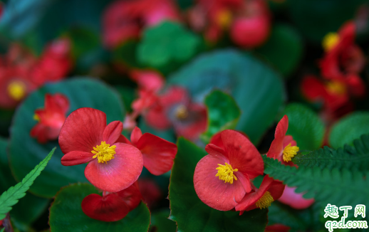 四季海棠可以扦插吗 为什么扦插四季海棠烂根不能活