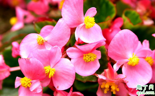 四季海棠可以扦插吗 为什么扦插四季海棠烂根不能活