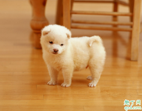 小狗发抖四肢无力怎么回事 小狗跑的时候老抬后腿正常吗