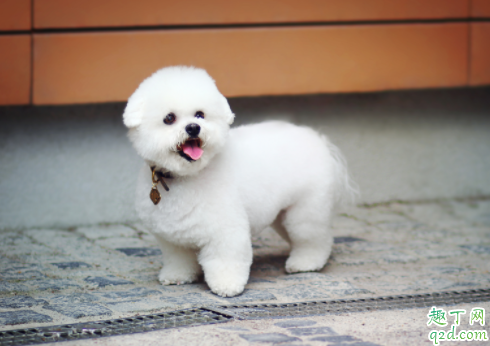 小狗发抖四肢无力怎么回事 小狗跑的时候老抬后腿正常吗