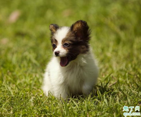 小狗发抖四肢无力怎么回事 小狗跑的时候老抬后腿正常吗