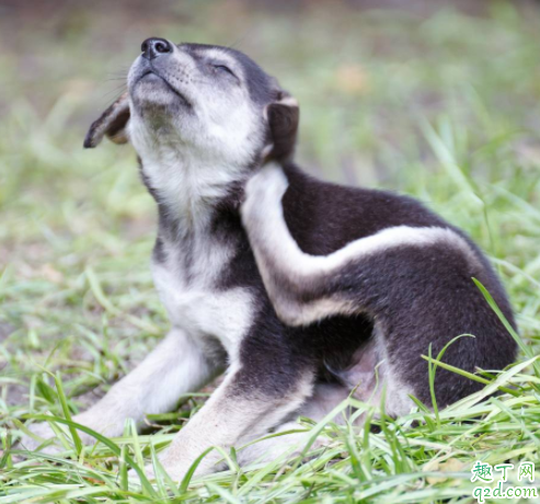 小狗发抖四肢无力怎么回事 小狗跑的时候老抬后腿正常吗