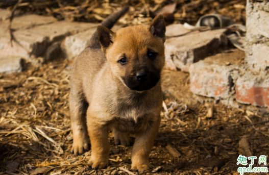 农村养的土狗可以吃甜食吗 狗吃芒果会怎么样