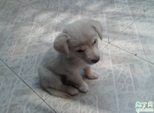 农村养的土狗可以吃甜食吗 狗吃芒果会怎么样