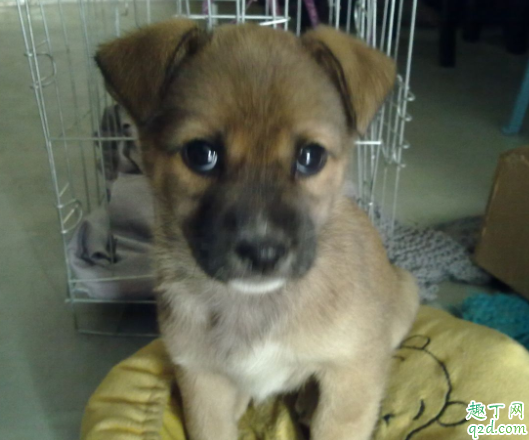 农村养的土狗可以吃甜食吗 狗吃芒果会怎么样