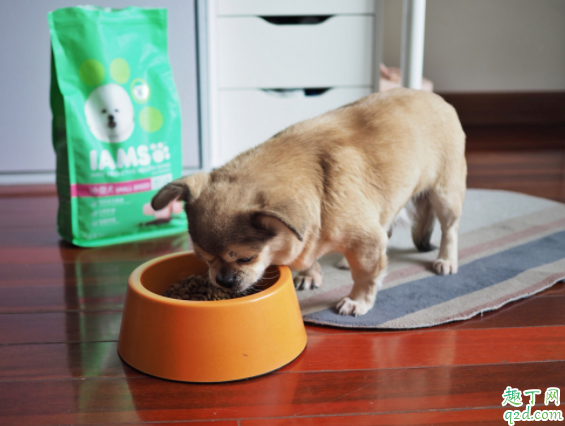 狗狗突然不吃狗粮怎么办 大型犬和小型犬的狗粮有区别吗
