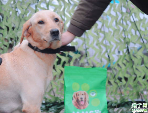狗狗突然不吃狗粮怎么办 大型犬和小型犬的狗粮有区别吗